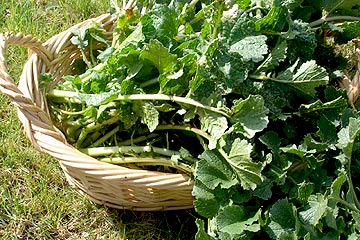 Foglie di ramoraccio raccolte