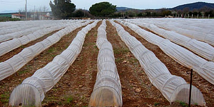 Campo coltivato di asparago verde a Canino. Cooperativa COPA.