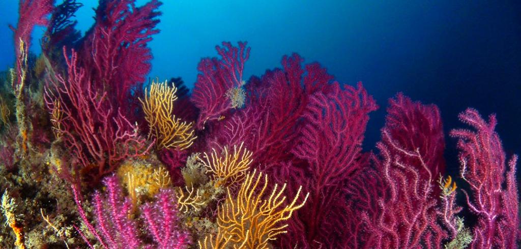 Secche di Tor Paterno, un paradiso per i sub a 5 chilometri dalla spiaggia di Capocotta, nel fondo del mar Tirreno.