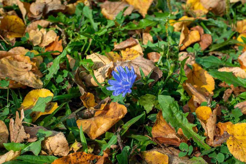 Immagine della cicoria selvatica in natura, riconoscibile dai fiori color indaco e dalle sue foglie dentate