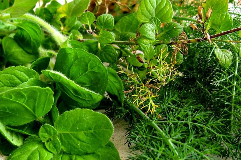 Erbe spontanee commestibili del Lazio, un toccasana per la salute, arricchiscono di sapori la cucina tradizionale e contemporanea