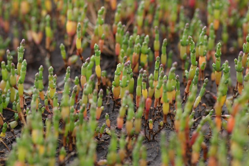 Un gruppo di salicornia, pianta succulenta annuale che cresce nei territori costieri e paludosi del Lazio