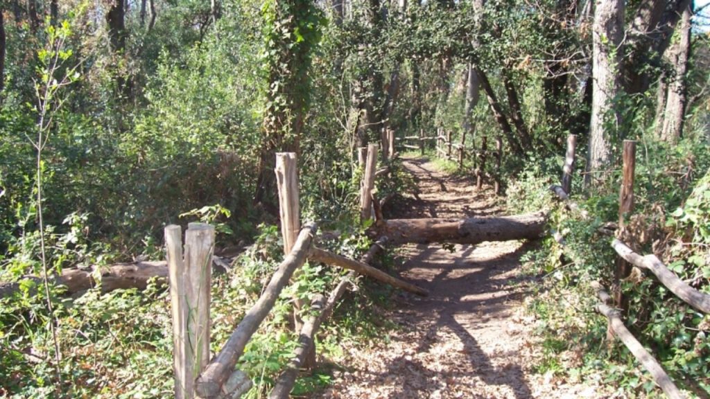 Bosco di Palo Laziale - Sentiero