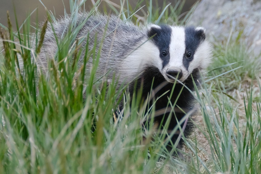Oasi del Bosco di Palo Laziale - Tasso