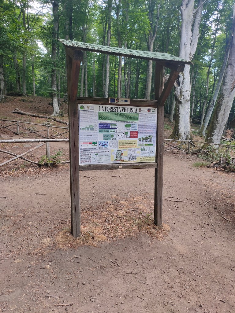 Faggeta del Monte Cimino