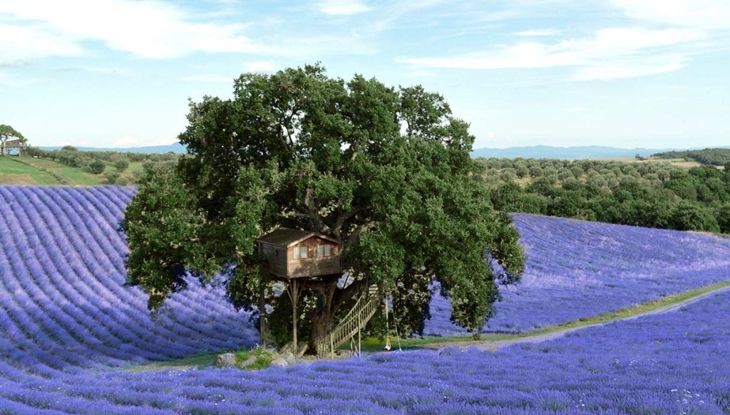La casa sull'albero in mezzo ai campi di lavanda in fiore nell'azienda agricola La Piantata a Tuscania. La casa, in cui si può soggiornare, offre una vista unica sui campi di lavanda durante la fioritura.