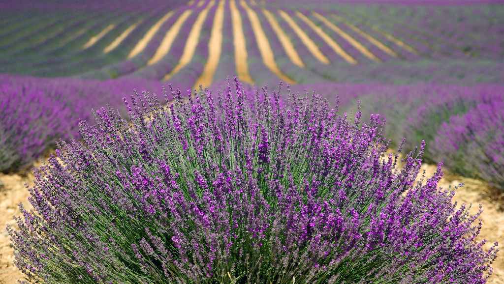 Campi di lavanda in fiore
